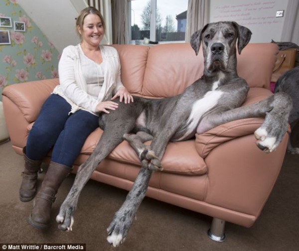 Freddy-on-Couch