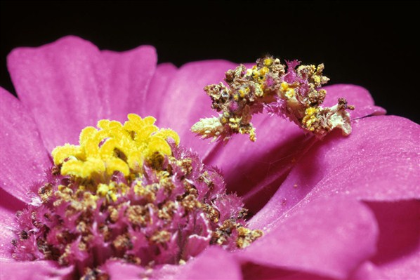 La chenille de synchlora aerata