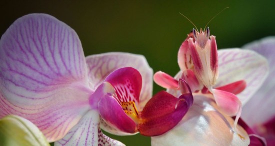 La mante orchidée