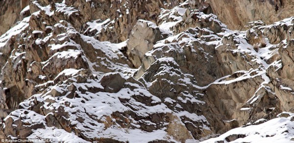 Le léopard des neiges