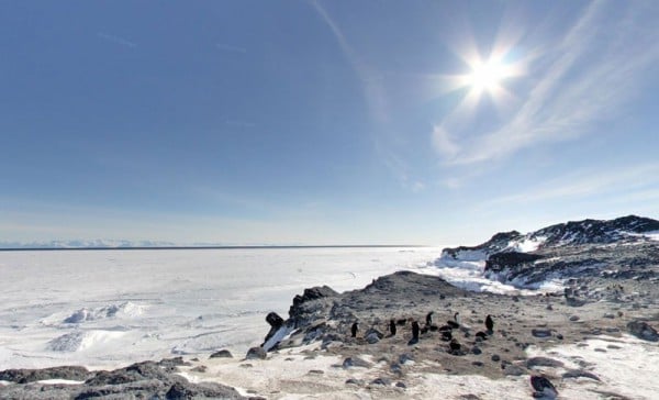 adelie-penguin-rookery