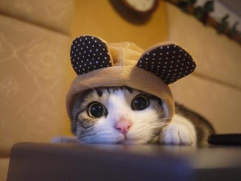 bonnet-de-chat