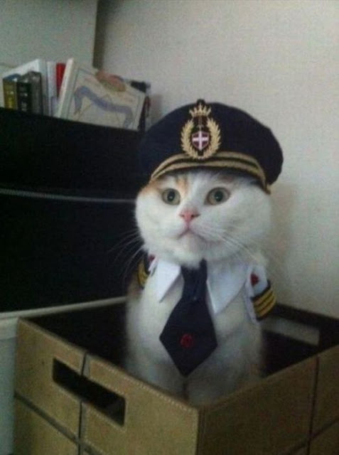 chat-pilote