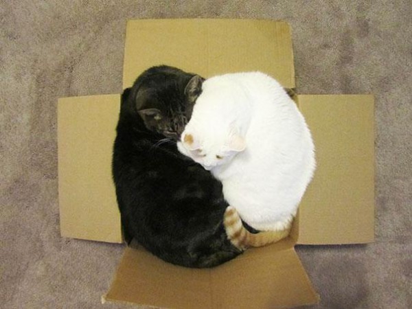 funny-cats-if-it-fits-i-sits-10