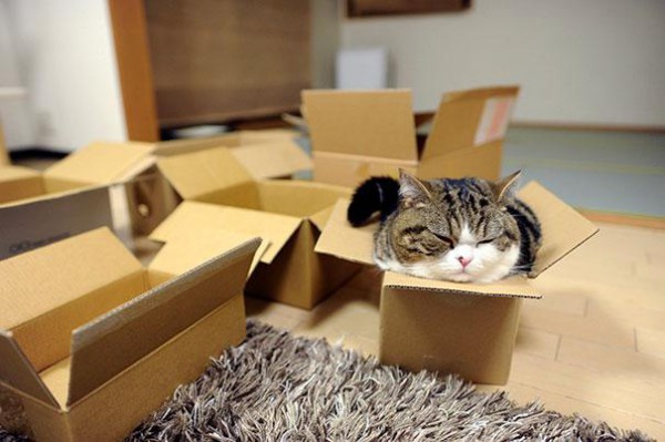 funny-cats-if-it-fits-i-sits-11