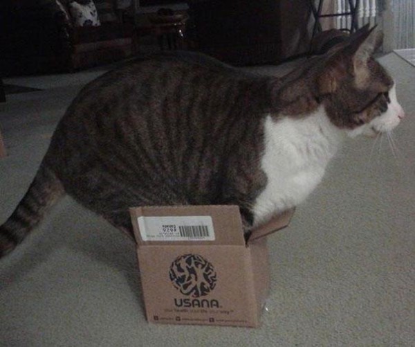 funny-cats-if-it-fits-i-sits-12