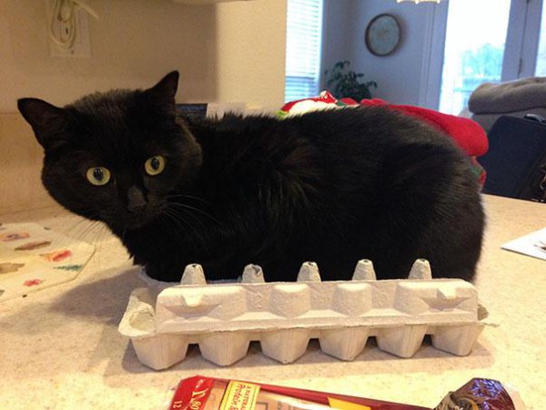 funny-cats-if-it-fits-i-sits-2