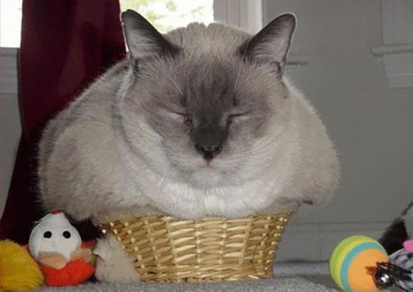 funny-cats-if-it-fits-i-sits-7