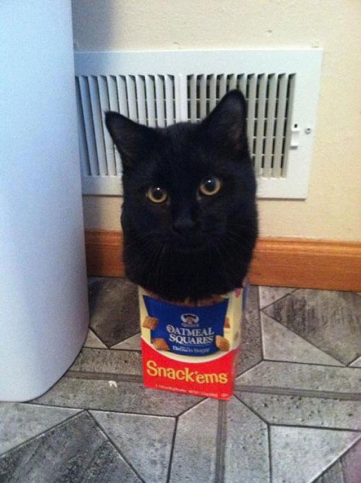 funny-cats-if-it-fits-i-sits-8