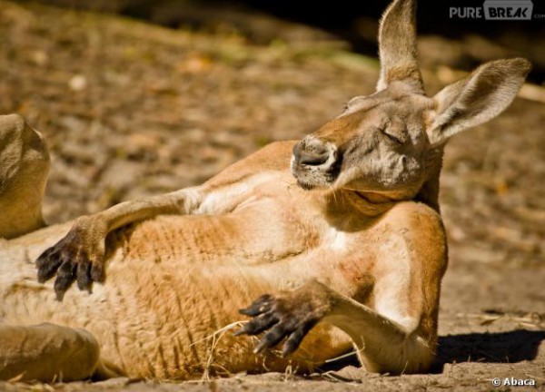 Video La Naissance D Un Bebe Kangourou A Sydney