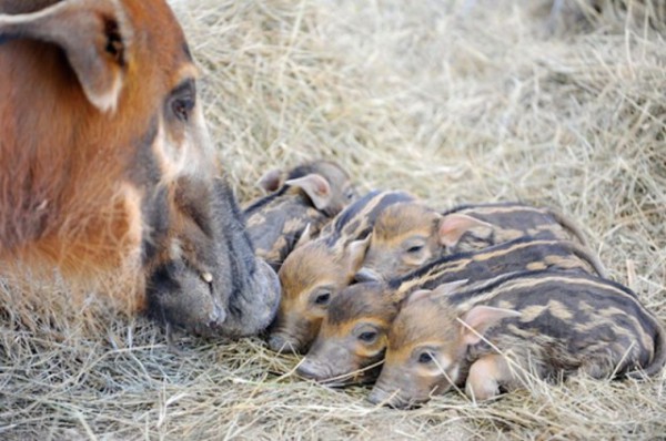 African-Red-Hogs-With-Mother-640x425