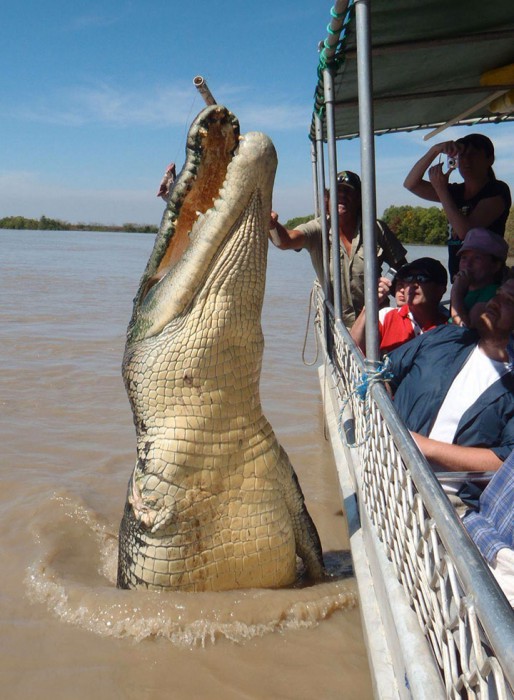 Brutus, un crocodile de 5,5 mètres de long !