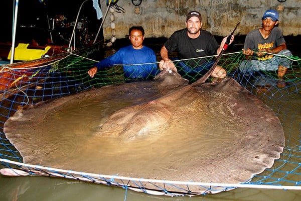 La raie géante d’eau douce 600 kilos