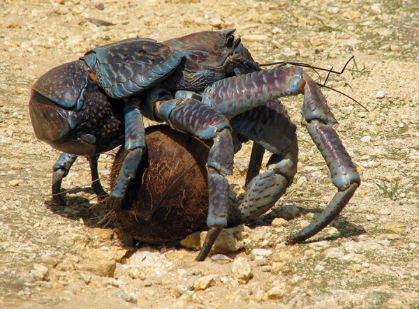 Un crabe de cocotier d'1 mètre