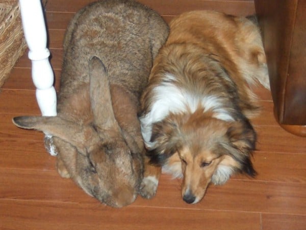 Le lapin des Flandres de 10 kilos