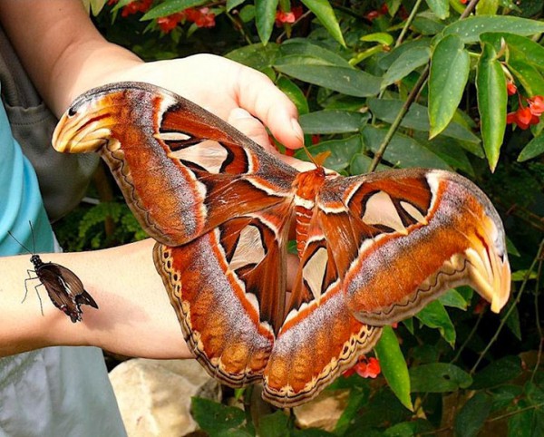 Le papillon Atlas  fait 30 centimètres de diamètre