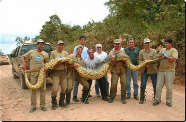 L’anaconda  de 12 mètres de long