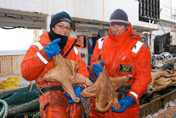 L’étoile de mer Macroptychaster, 60 centimètres de diamètre