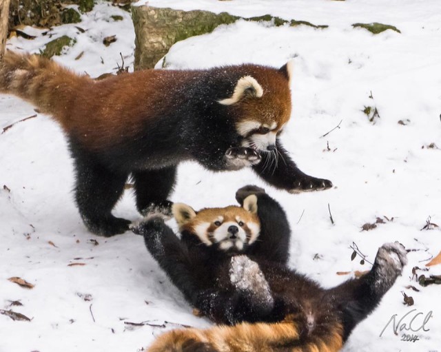 Deux pandas  roux  trop mignons s amusent dans  la neige 