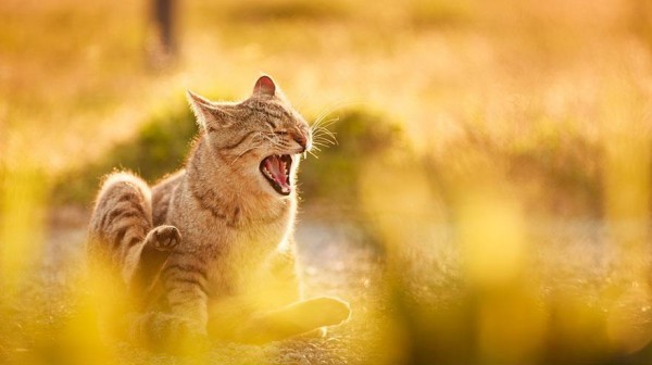 cat-portraits-seiji-mamiya-17