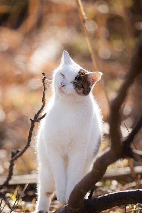 cat-portraits-seiji-mamiya-3