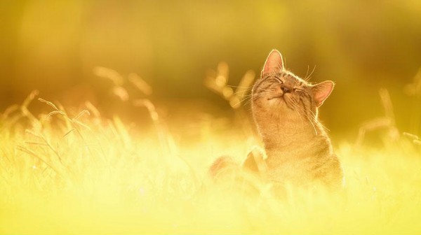 cat-portraits-seiji-mamiya-5