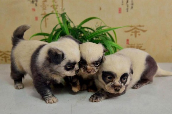 cute-dog-panda-puppies-3-600x399