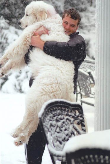 darlingtongreatpyrenees