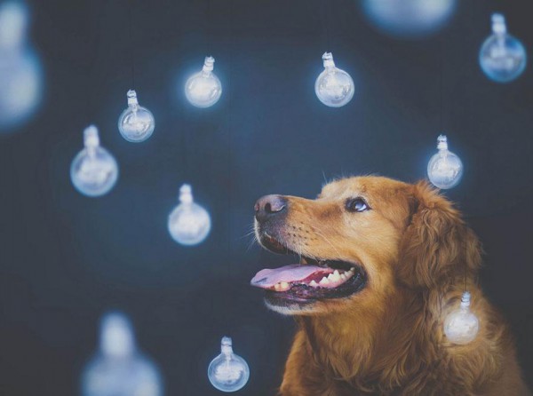 dog-photography-chuppy-golden-retriever-jessica-trinh-17