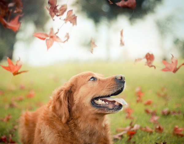 dog-photography-chuppy-golden-retriever-jessica-trinh-18