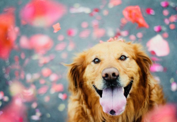 dog-photography-chuppy-golden-retriever-jessica-trinh-21