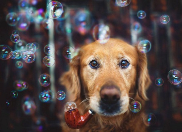 dog-photography-chuppy-golden-retriever-jessica-trinh-8