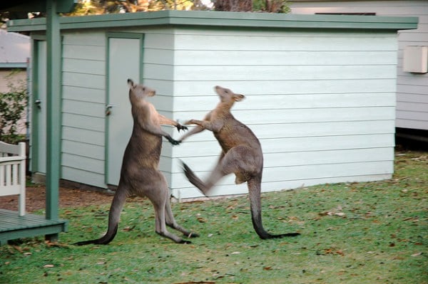 Video La Naissance D Un Bebe Kangourou A Sydney