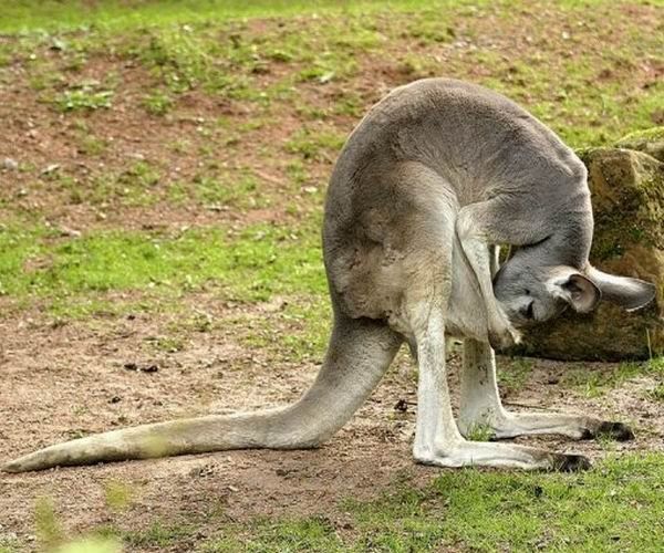 Video La Naissance D Un Bebe Kangourou A Sydney