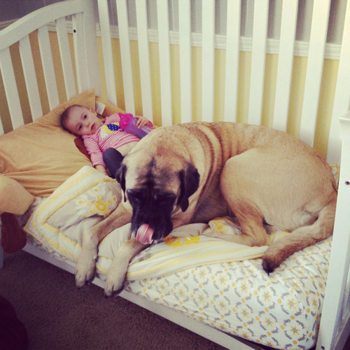 lucyandmollythemastiff