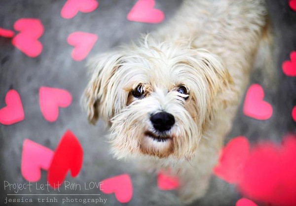 shelter-dog-photos-let-it-rain-love-jessica-trinh-2