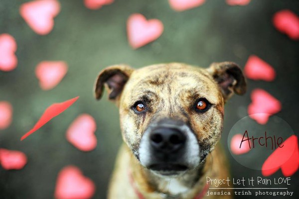 shelter-dog-photos-let-it-rain-love-jessica-trinh-3