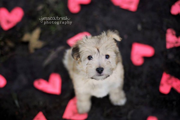 shelter-dog-photos-let-it-rain-love-jessica-trinh-4