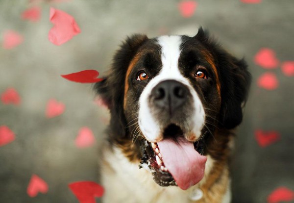 shelter-dog-photos-let-it-rain-love-jessica-trinh-6