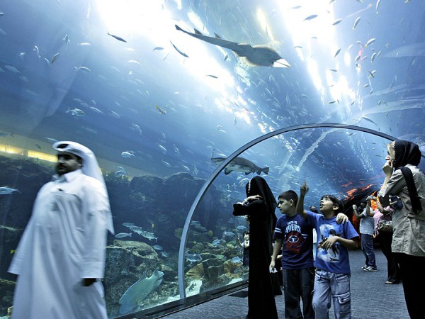 theres-even-a-shark-tunnel-for-your-viewing-pleasure