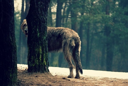 weloveirishwolfhounds