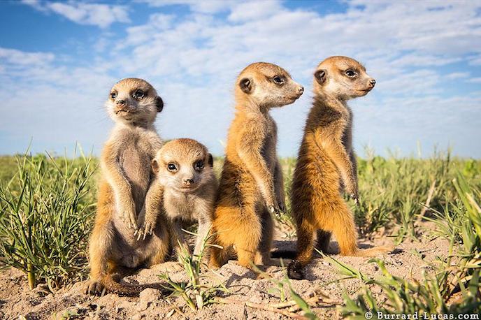 01suricates-photo-87365