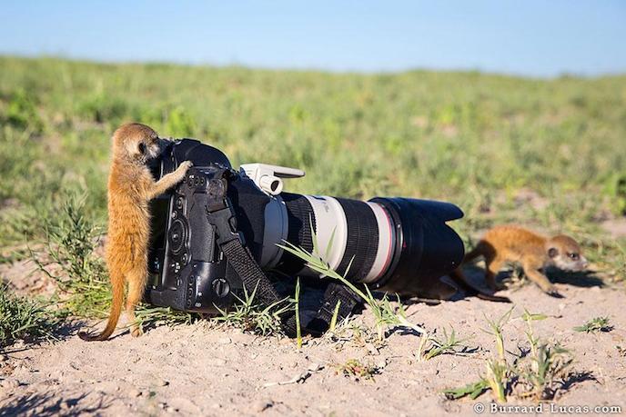 02suricates-photo-87365