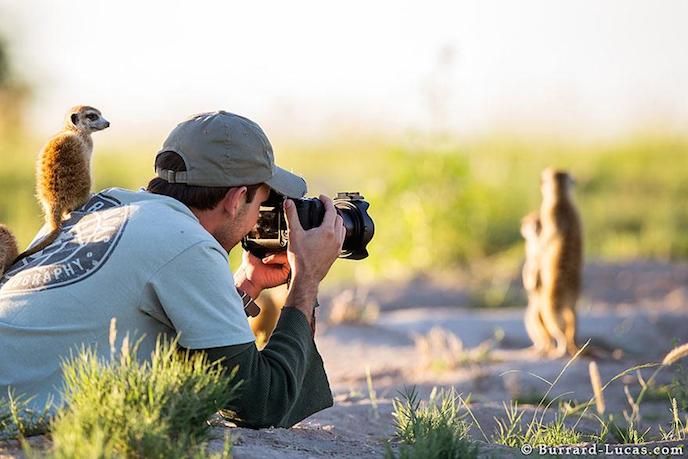 09suricates-photo-87365