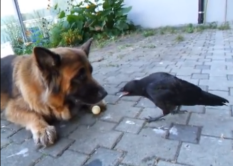 Video Quand Un Chien Et Une Corneille Jouent Au Ping Pong