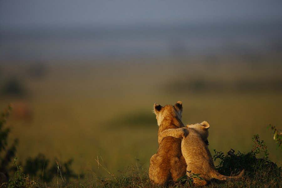 les-c-lins-d-animaux-sont-vraiment-les-meilleurs