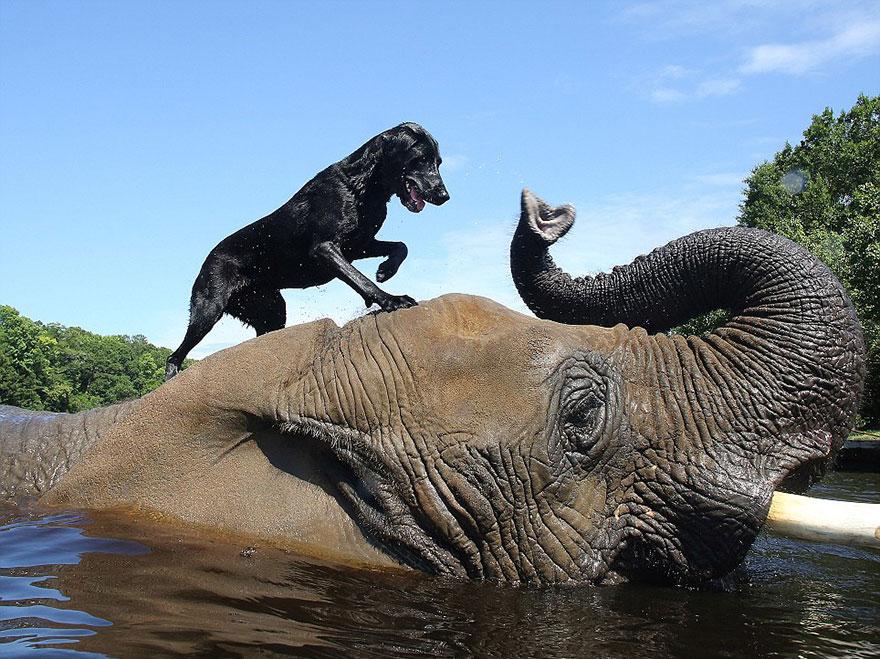 La belle amitié entre Bella le labrador noir et Bubbles l'éléphant.