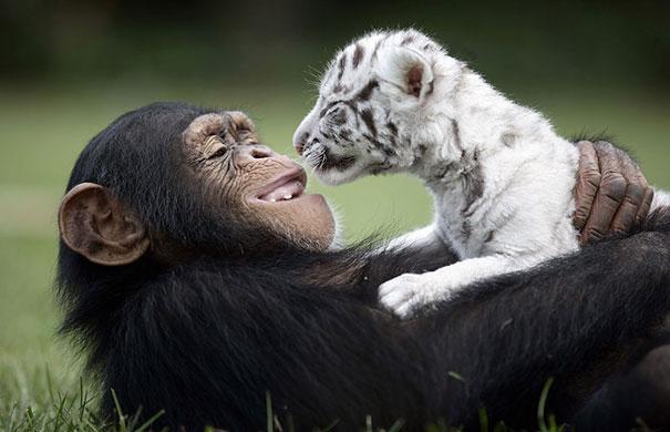 Une histoire d'amitié touchante entre Anjana le chimpanzé et les bébés tigres. 