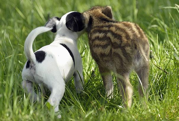 Candy le Jack Russel et Manni le porcelet, inséparables.