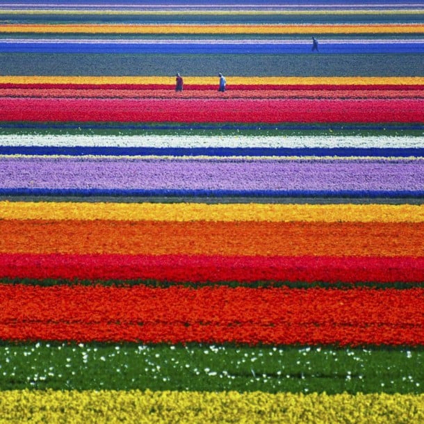 Champs-de-tulipes-Alkmaar-Pays-Bas